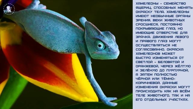 Мир малышам. Хамелеон смотреть онлайн