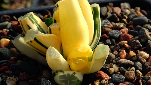 Haworthia maughanii variegated. Редкие растения и суккуленты 6. 4k video смотреть онлайн
