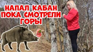 Напал кабан пока смотрели горы. Адыгея