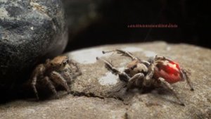 Танцующий охотник | Jumping Spiders | Паук-скакун |  Dancing hunter