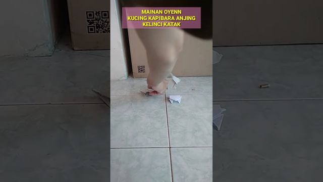 mainan oyenn kucing kapibara anjing kelinci katak