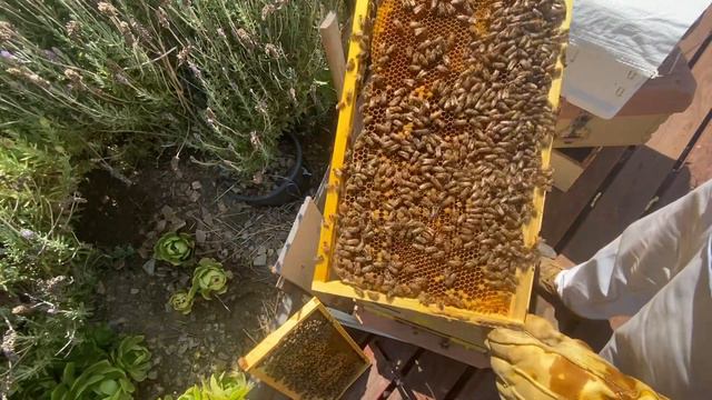 АМЕРИКАНСКИЙ УЛЕЙ - AMERICAN BEE HIVE - 136