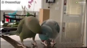 ПОПУГАЙНЫЕ РАЗГОВОРЧИКИ 🐦🐦🐦