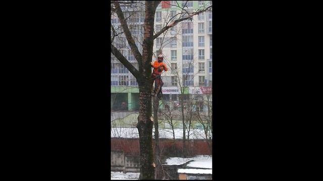 Спил тополя - Лесорубы альпинисты.