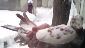 Андижанские голуби, узбекские бойные голуби.