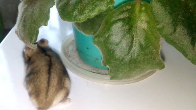 ДЖЕДИ ИЗУЧАЕТ ФИАЛКИ Джунгарик смотреть онлайн