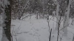 ОХОТА на ЗАЙЦА с РУССКОЙ ГОНЧЕЙ.2021-2022.