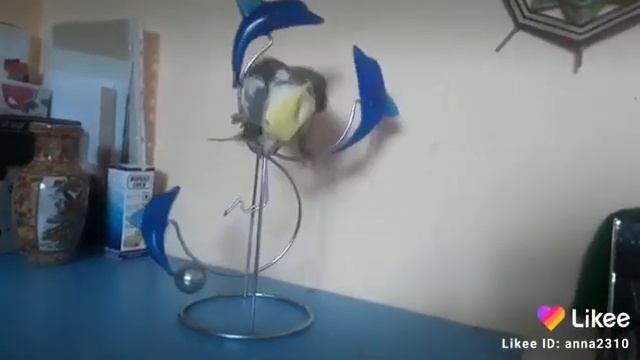 Вот так мы гуляем, когда нас скучно? Гоша гуляет с дельфинами? смотреть онлайн