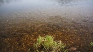 Ловля Хариуса река Уфимка Fly fishing in the Russian River Ufa fish grayling