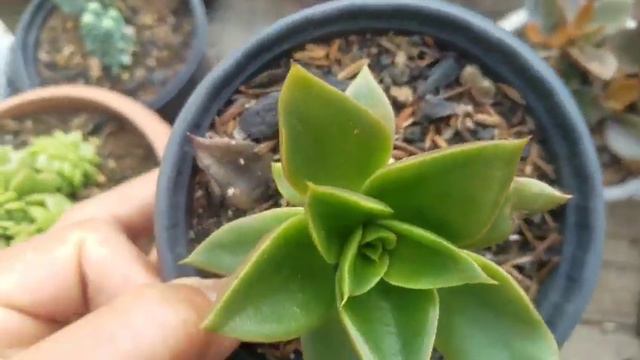 Tour pelas minhas #suculentas parte 2. смотреть онлайн