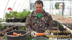 Как сохранить сочную морковь без погреба