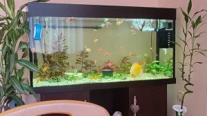 аквариум 250 литров