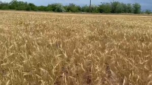 Убираем ячмень!