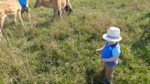 Оленья ферма у деревни Львово Волоколамского района Московской области