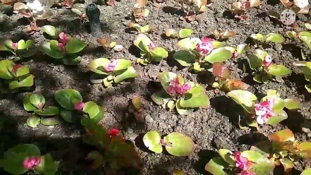 Сад мечты города Абакан. Гуляем по саду. смотреть онлайн