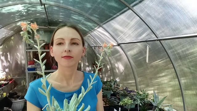 Эхеверия Топси Турви: цветение