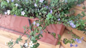 Бакопа цветет даже в полной тени. 🌺