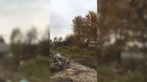 Падение пирамидального тополя