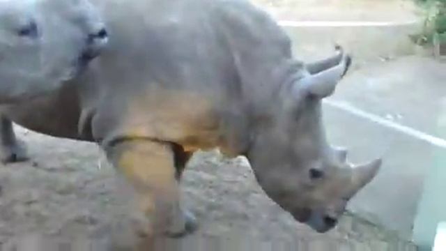 Маленькие носороги издают прикольные звуки смотреть онлайн
