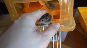 Развлечение для маленьких джунгариков