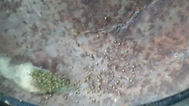 Необычный паучиный рой или гнездо пауков! смотреть онлайн