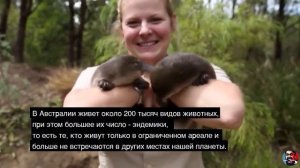 Австралия часть 1 факты и информация субтитры