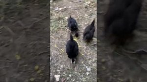 Чёрные цыплята #всочиумаши