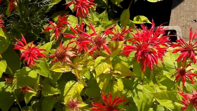 МОНАРДЫ-любимые цветы Сталина. смотреть онлайн