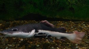 СОМ-КОШКА (рыба сом в аквариуме)