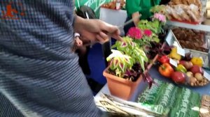 Окулировка и копулировка. Способы прививки растений. Мастер-класс от кандидата сельхоз наук