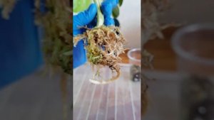 Монстера Альба. Размножение и стимуляция роста почек!