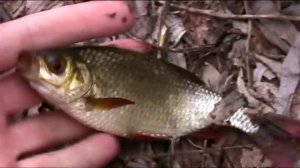 Ловля рыбы на попла - поппер.