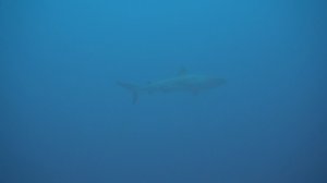 Охотники на акул_2018