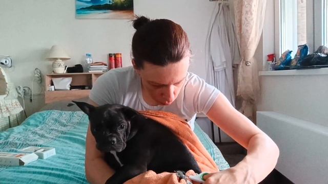 Ника - девочка французского бульдога едет домой в город Тверь смотреть онлайн