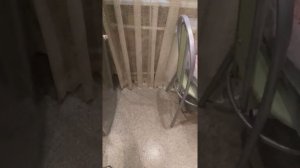 Толстолобик для холодного копчения.Икряники из икры толстолобика(2)