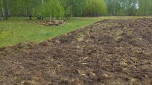 как приманить кабана