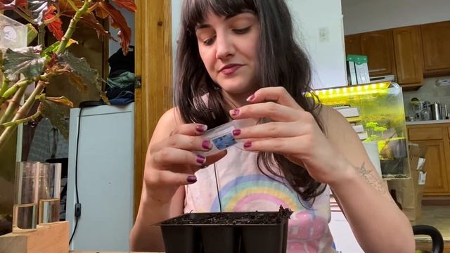 Grow a eucalyptus tree from seed! смотреть онлайн