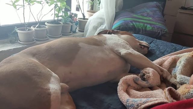 Батоша ругается во сне смотреть онлайн