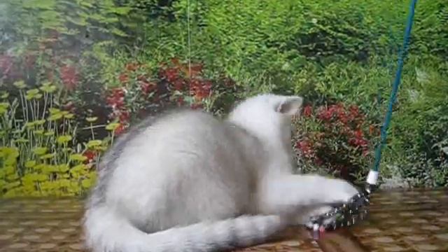 Британский серебристый котенок шиншилла