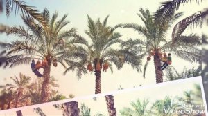 КТО ЗНАЕТ ЧТО ТАКОЕ РОТАБ?ЭТО ОДИН ИЗ САМЫХ ВКУСНЫХ  СОРТОВ ФИНИКОВ!СБОР УРОЖАЯ !???