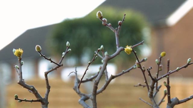 164) Flowering Bonsai Trees for Beginners, Japanese Maples, Spirea, Pussy Willow, Colourful Bonsai смотреть онлайн