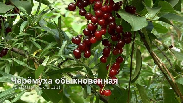 Черёмуха обыкновенная