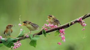 Лечебная музыка для сердца и сосудов, релакс музыка, так же подходит для медитации и релаксации