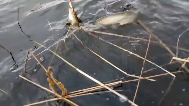 Щука на щуку