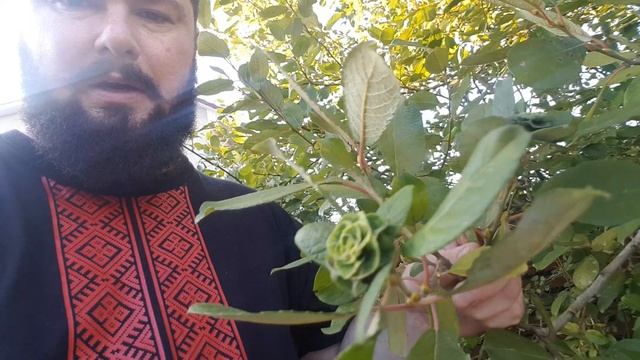 Шок!!! "Роза" на вербе! смотреть онлайн