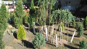 Хвойные в Пензе - (Летний обзор хвойных) 6 июля 2021 года