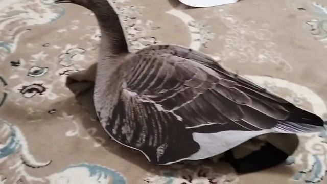 чучела гусей своими руками. перезалив