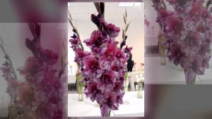 Гладиолусы