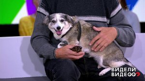 Четвероногая помощница. Видели видео? Фрагмент выпуска от 29.09.2019
