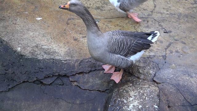 Серые гуси в Сказке! Нравятся ли гусям угощения и какие?) смотреть онлайн